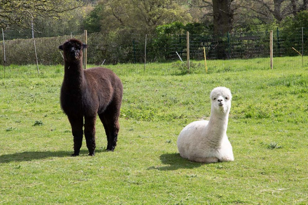 Alpacas at Fox Hollow