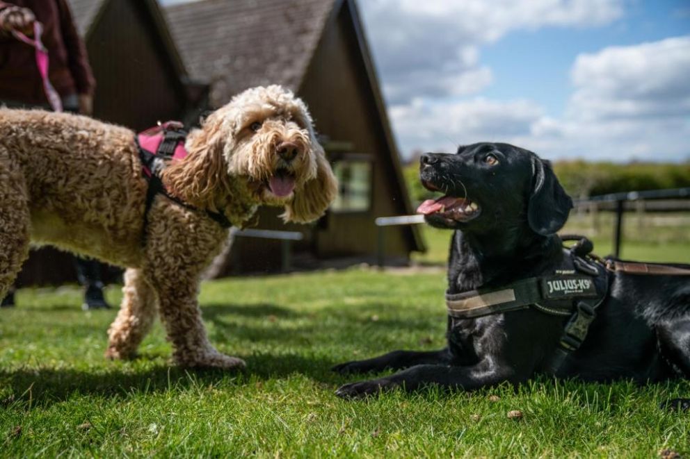 Rutland Hall Lakeside Lodges Dog Friendly