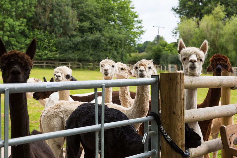 The Alpaca Lookout