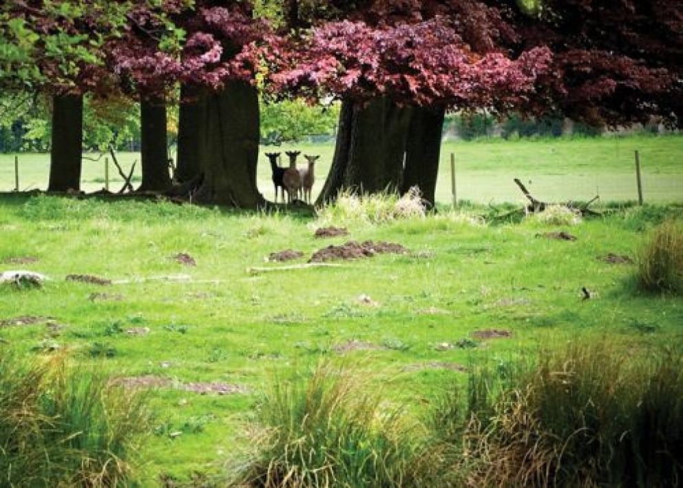 The Sherwood Hideaway Lodges Nottinghamshire