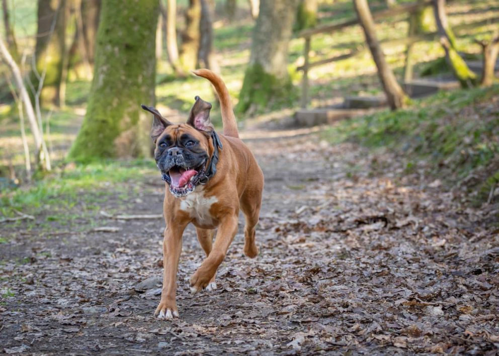 Brockwood Hall Lodges Cumbria 