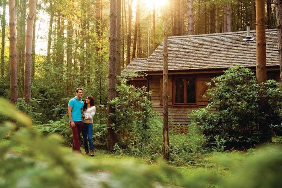 Griffon Forest North Yorkshire