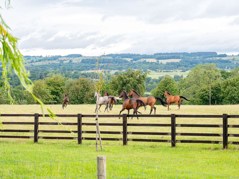 Lillie at Sun Hill Lodges