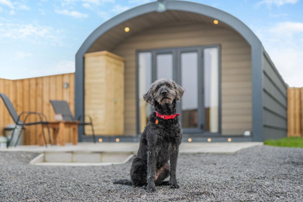 My Happy Hounds Glamping North Yorkshire