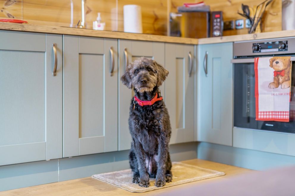 My Happy Hounds Glamping North Yorkshire