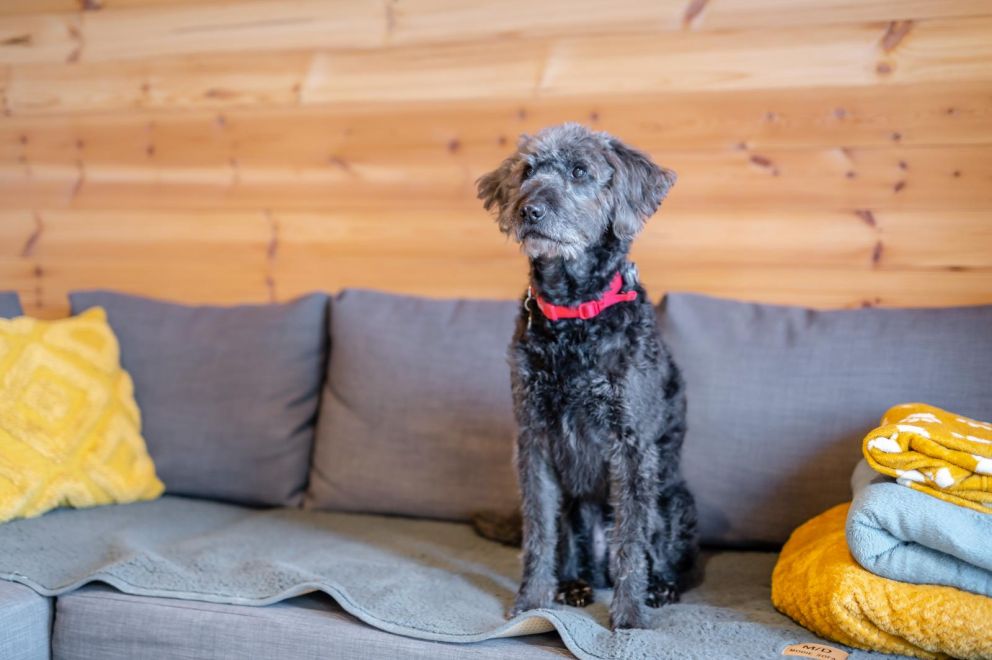 My Happy Hounds Glamping North Yorkshire