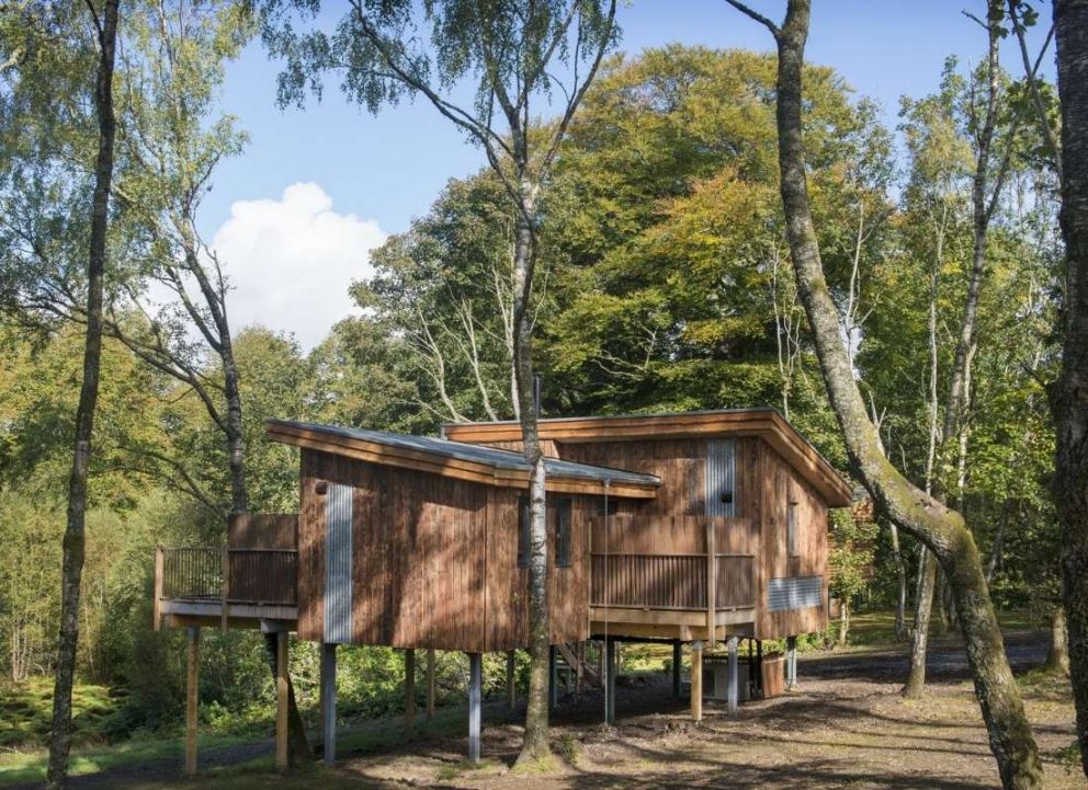Treecreeper Perthshire