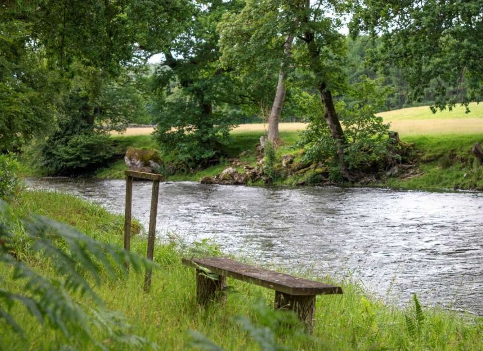 Treecreeper Perthshire
