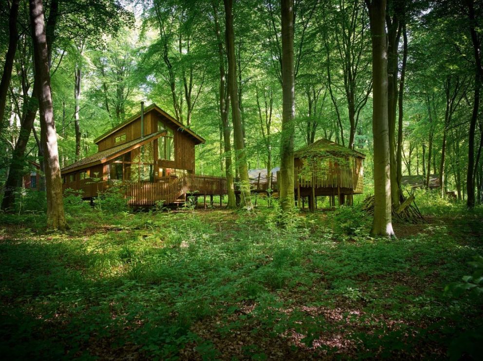 Blackwood Forest Hampshire