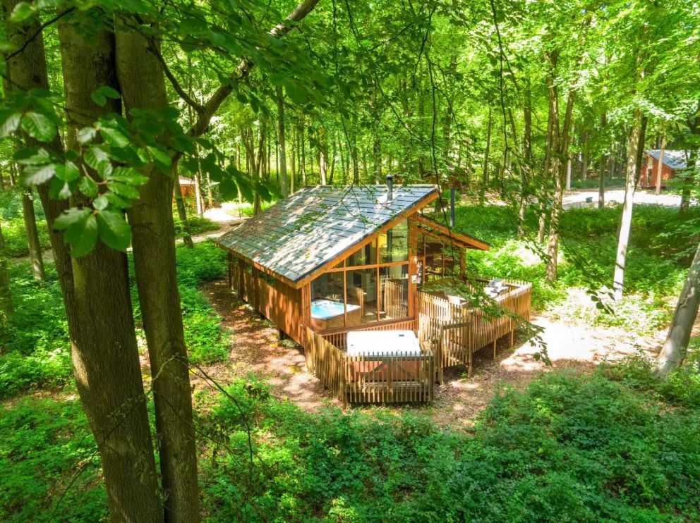 Blackwood Forest Hampshire