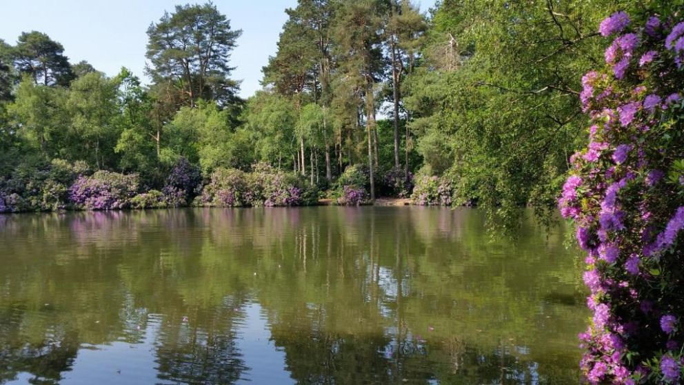 California Chalet & Touring Park in Wokingham - for rent with lake views