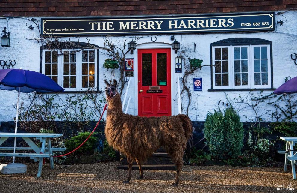 Merry Harriers Hambledon