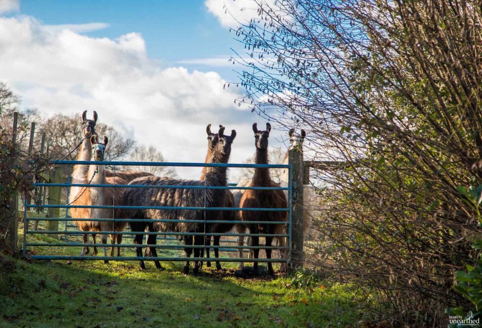 Merry Harriers Hambledon