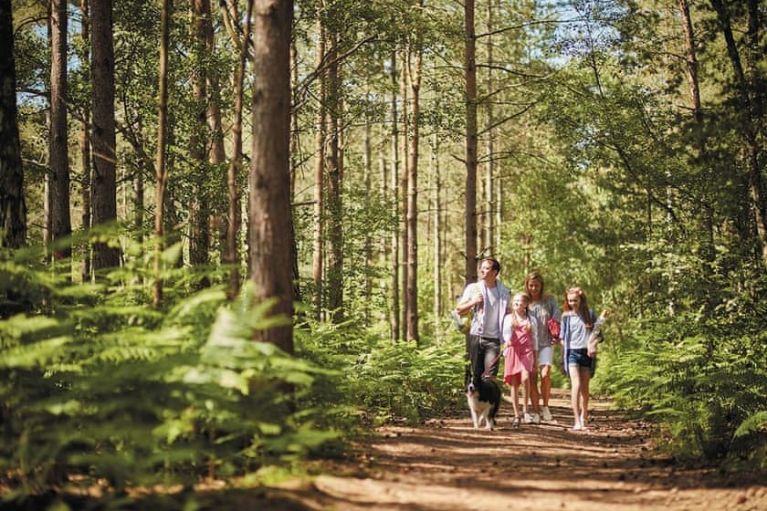 Oakdene Forest Park St Leonards, Ringwood, Hampshire Self Catering Holiday Lodges