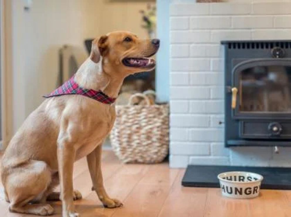 Riverside Lodge in Beaulieu for rent - pet friendly with wood burner in the New Forest