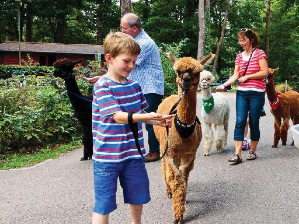 Sandy Balls Holiday Village in The New Forest