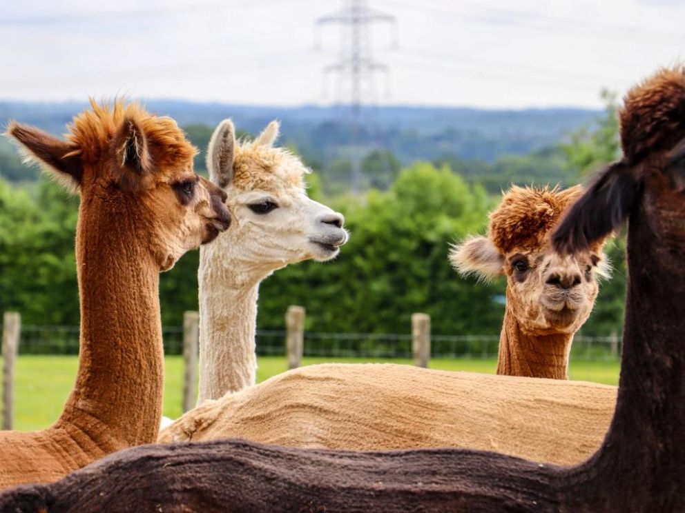 The Little Acorn, Sussex