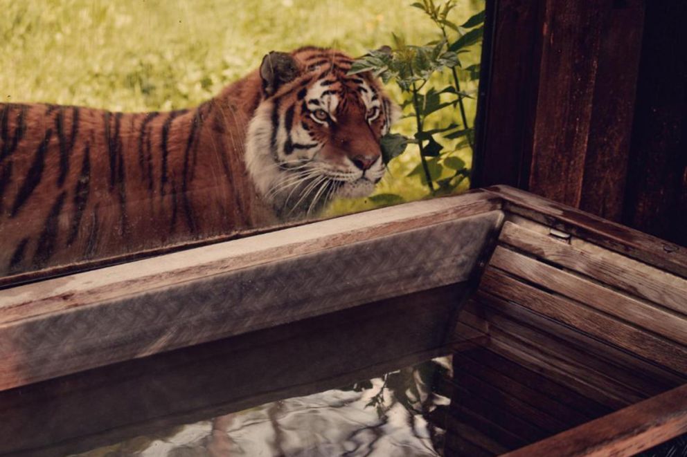 Tiger Lodge at Port Lympne Hotel & Reserve