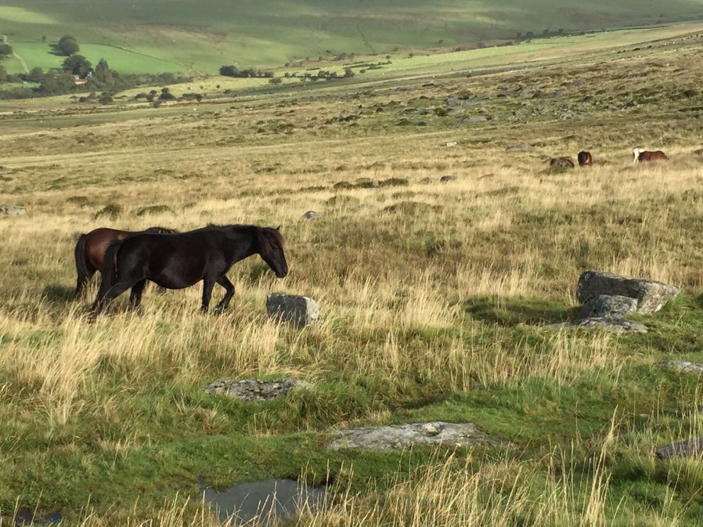 Cedar Lodge Park Devon