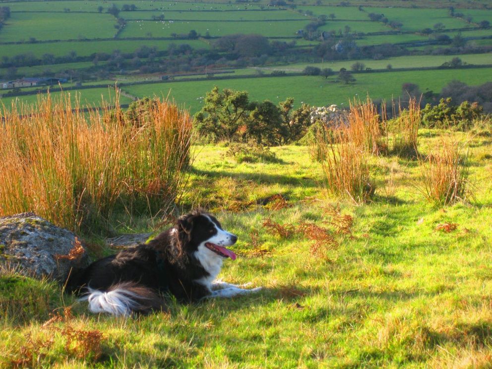 Cutkive Wood Holiday Lodges Cornwall pet friendly holidays 