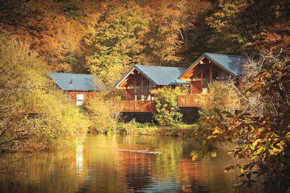 Deerpark Forest Cornwall 