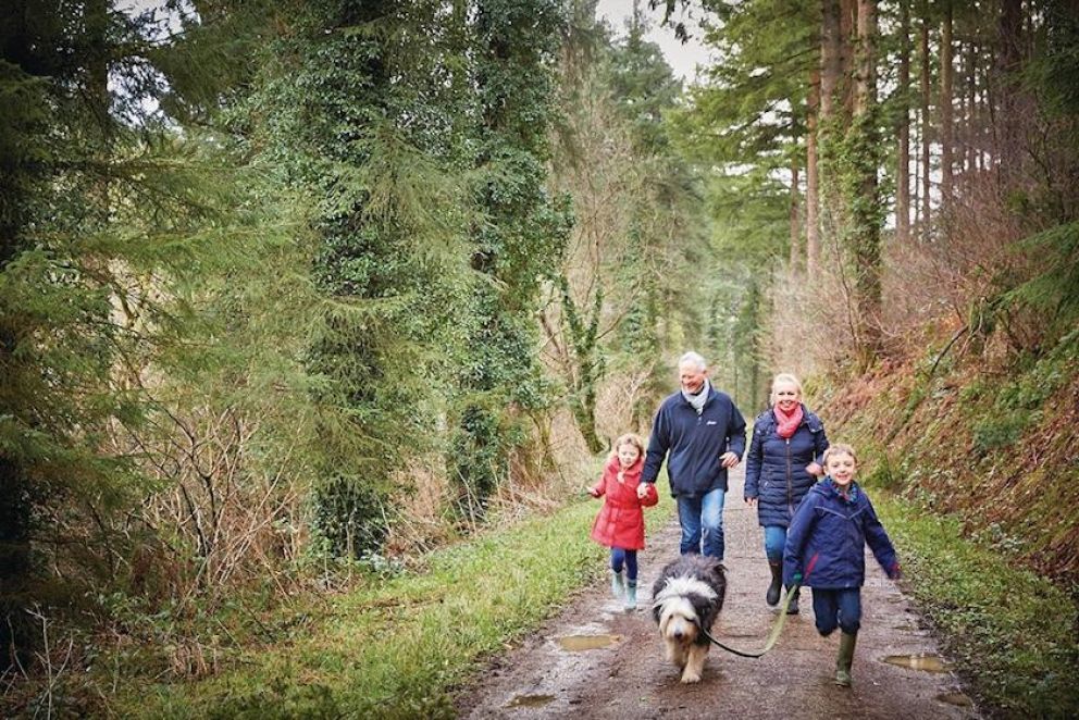 Deerpark Forest Cornwall 