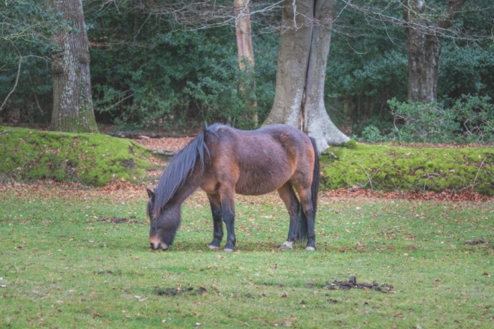 Lakeside Lodge at Green Hill Farm - dog friendly lodge for rent in the New Forest National Park