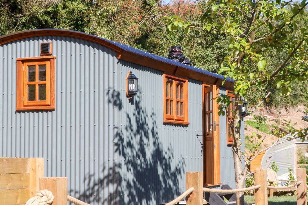 Little Silver Fox Devon