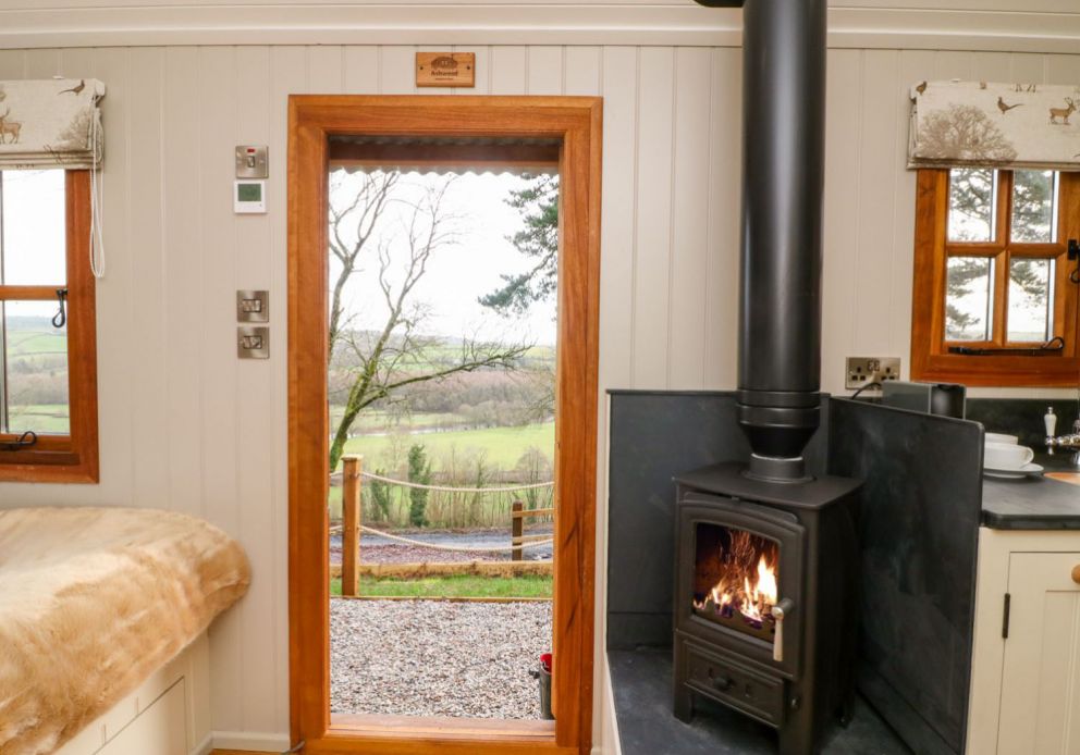 Little Silver Fox Devon