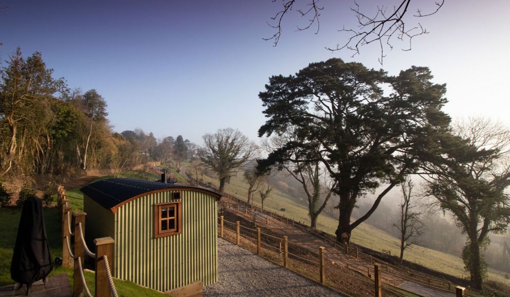 Little Silver Fox Devon