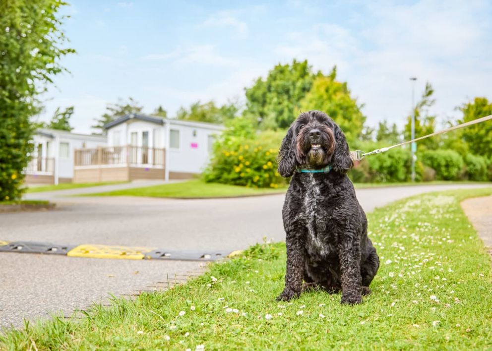 Piran Meadows Resort Cornwall