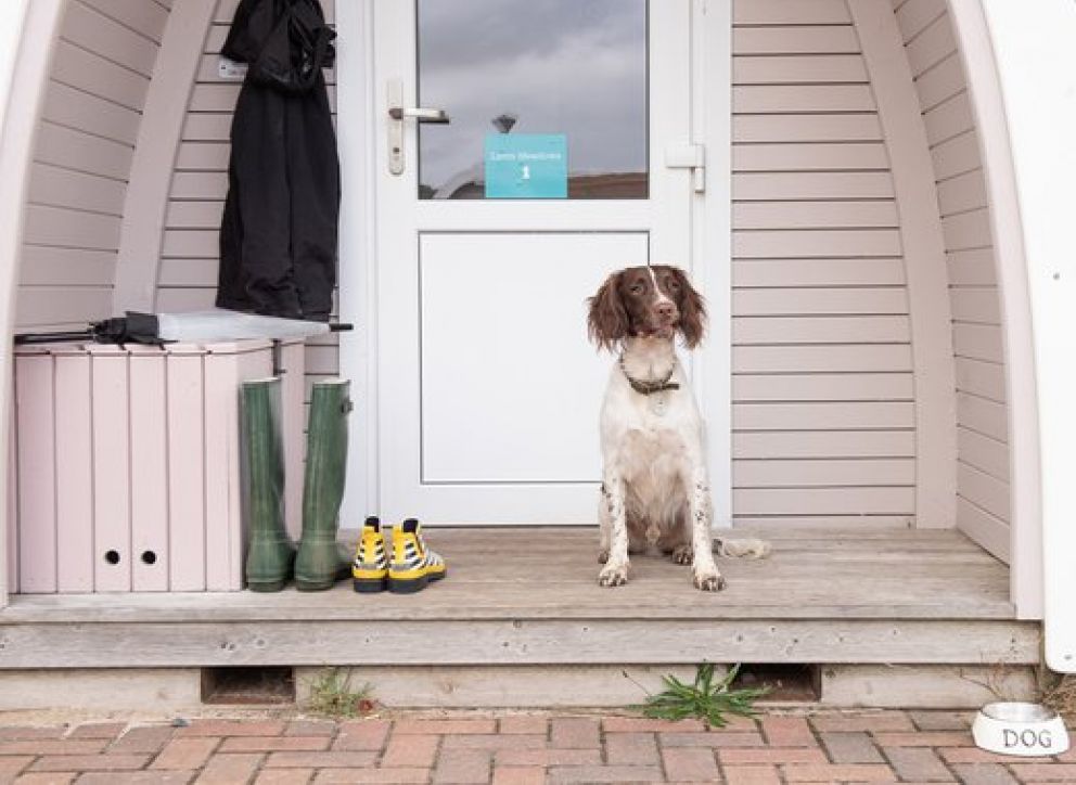 St Ives Bay Cornwall pet friendly holidays by the beach