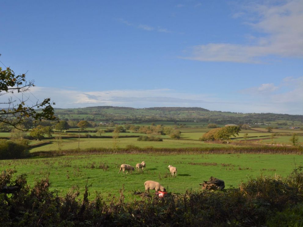 Shepherds Hut at Copse Gate Farm  Dorset
