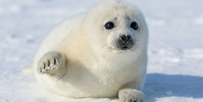 Fauna to Fawn Over - 5 Species to Inspire Your Holiday!