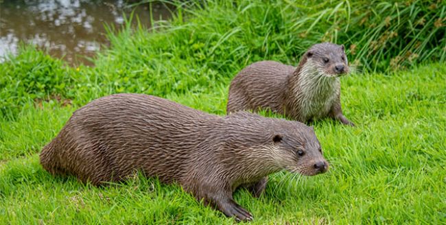 Fauna to Fawn Over - 5 Species to Inspire Your Holiday!