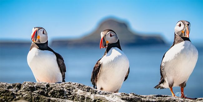 Fauna to Fawn Over - 5 Species to Inspire Your Holiday!