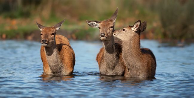 Fauna to Fawn Over - 5 Species to Inspire Your Holiday!