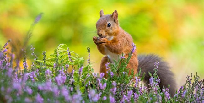 Fauna to Fawn Over - 5 Species to Inspire Your Holiday!