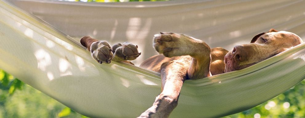 Dog friendly holidays